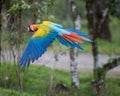 Great Green Macaw