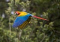 Great Green Macaw