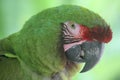 The Great Green Macaw