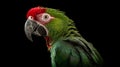 Great Green Macaw parrot head shot view