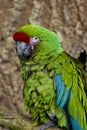 Great Green Macaw