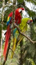 Great Green Macaw