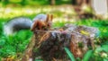 Great green nature and litlle squirrel Royalty Free Stock Photo