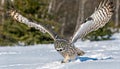 Great grey gray owl - Strix nebulosa - aka Phantom of the North, cinereous, spectral, Lapland, spruce, bearded, and sooty owl