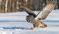 Great grey gray owl - Strix nebulosa - aka Phantom of the North, cinereous, spectral, Lapland, spruce, bearded, and sooty owl