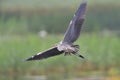 Great Grey Heron Royalty Free Stock Photo