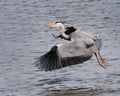 Great Grey Heron (Ardea cinerea) Flies Across Pond