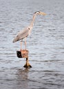 Great Grey Heron Stands on Metal Light Post Royalty Free Stock Photo