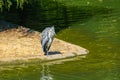 Great grey heron water fishing bird hunting fish Royalty Free Stock Photo