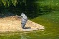 Great grey heron water fishing bird hunting fish Royalty Free Stock Photo