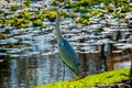 Great grey heron water fishing bird hunting fish Royalty Free Stock Photo