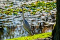 Great grey heron water fishing bird hunting fish Royalty Free Stock Photo