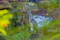 Great grey heron water fishing bird hunting fish Royalty Free Stock Photo