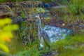 Great grey heron water fishing bird hunting fish Royalty Free Stock Photo