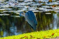 Great grey heron water fishing bird hunting fish Royalty Free Stock Photo