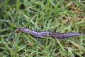 Leopard slug (Limax maximus) Royalty Free Stock Photo