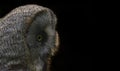 Great grey northern owl