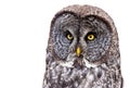 Great Grey Owl Royalty Free Stock Photo