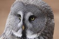 Great grey owl Royalty Free Stock Photo