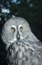 Great grey owl Royalty Free Stock Photo