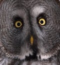 Great Grey Owl Royalty Free Stock Photo