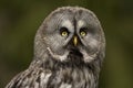 Great grey owl