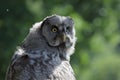 Great Grey Owl