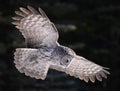 Great Grey Owl Royalty Free Stock Photo