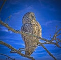Great grey owl against blue sky Royalty Free Stock Photo