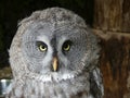 Great Grey Owl, also known as Great Gray owl - Strix nebulosa Royalty Free Stock Photo