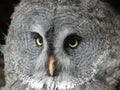 Great Grey Owl, also known as Great Gray owl - Strix nebulosa Royalty Free Stock Photo