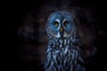 Great Grey Owl (also tawny vulture, Science. Strix nebulosa) is a large owl family of owls. Beautiful wildlife Royalty Free Stock Photo