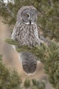 Great grey owl on branch of conifer tree with red rock background Royalty Free Stock Photo