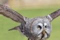 Great grey owl. Close up of facial disc in flight