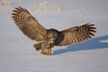 Great grey owl (Strix nebulosa) isolated against a white background hunting over a snow covered field in Canada