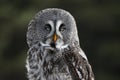 Great Grey Owl with Eyes Closed Royalty Free Stock Photo