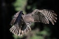 Great Grey Owl in-flight