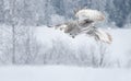 Great grey owl in flight