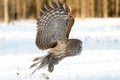 Great grey owl (Strix nebulosa) hunting over a snow covered field in Canada Royalty Free Stock Photo