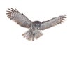 Great grey owl (Strix nebulosa) isolated against a white background hunting over a snow covered field in Canada