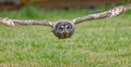 Great grey owl in flight Strix nebulosa in flight Bartkauz im Tiefflug Royalty Free Stock Photo