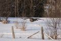 Great grey owl (Strix nebulosa) hunting over a snow covered field in Canada Royalty Free Stock Photo