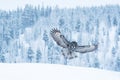 Great grey owl flying in wintery taiga forest in Lapland