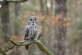 Great Grey Owl Royalty Free Stock Photo