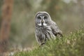 Great Grey Owl