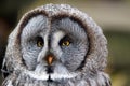 He great grey owl or great gray owl ,Strix nebulosa, portait