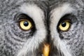 Great Gray Owl in close up. Royalty Free Stock Photo