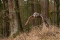 Great grey owl hunting in the forest. Flying owl. Royalty Free Stock Photo