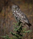 Great Gray Owl in Canada Royalty Free Stock Photo
