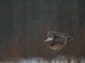 Great Grey Owl hunting Royalty Free Stock Photo